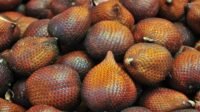 Khasiat Buah Salak untuk Kesehatan Tubuh Anda