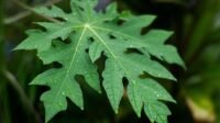 Amankah Konsumsi Daun Pepaya Setiap Hari? Simak Penjelasannya